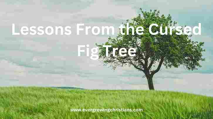 6 Profound Lessons From the Cursed Fig Tree: The Consequences of Unfruitfulness Lessons From the Cursed Fig Tree